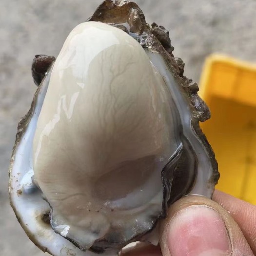 东莞市净化蚝  台山蚝批发，整箱批发，一手货源