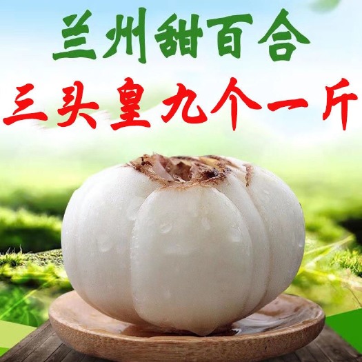 临洮县兰州鲜百合新鲜甜百合兰州百合3头皇现挖现发坏果包赔甘肃特产