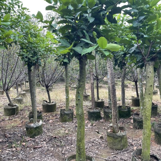 普宁市黑金刚莲雾苗 嫁接苗 