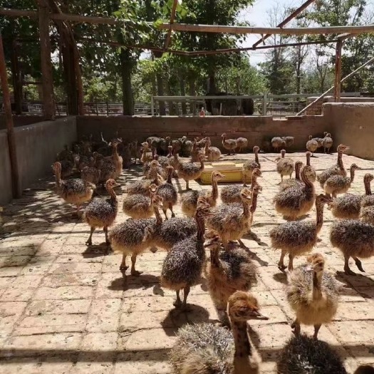广州鸵鸟苗