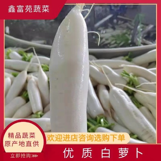 沙洋县湖北白萝卜，三排四排五排，条形好，按需求供应，诚信为本。