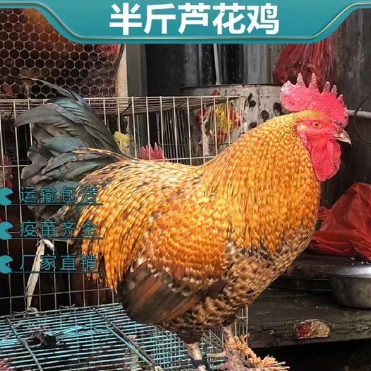 苏州纯种活体白芦花鸡苗半斤白芦花鸡苗白芦花活体脱温鸡买6只送2只