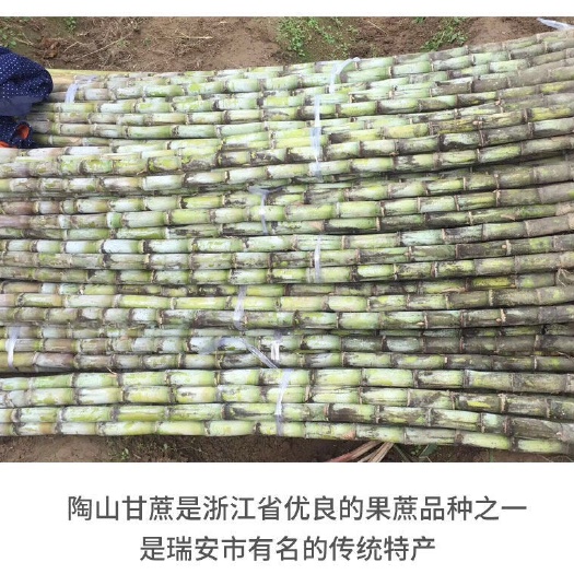 陶山甘蔗陶山青皮绿皮甘蔗新鲜手撕脆皮果蔗温州特产整根