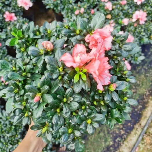 漳平市樱桃红杜鹃花盆景，花苞多，型好。两三个月花期。