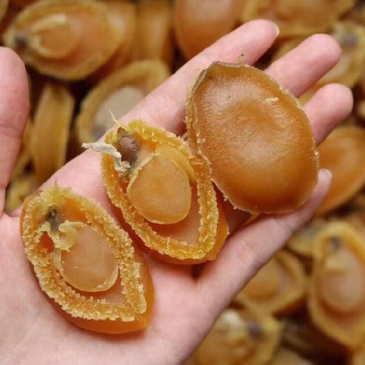 广州 大连鲍鱼
