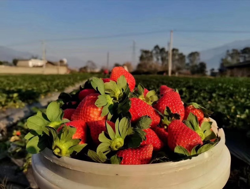  大凉山草莓有要开始了