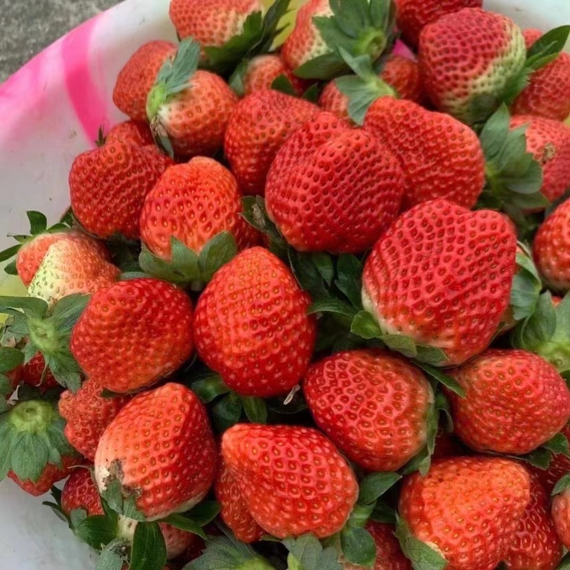  大凉山草莓有要开始了