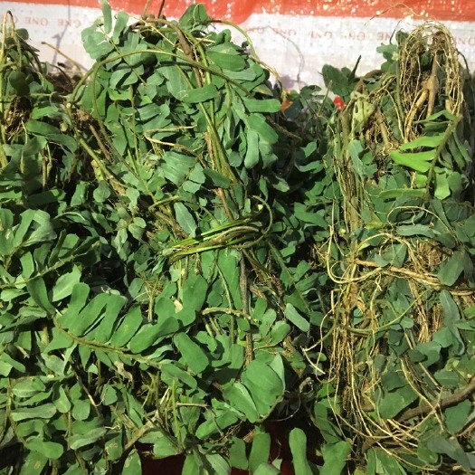 肇庆 鸡骨草