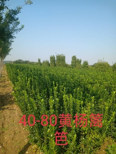 洛阳大叶黄杨绿篱