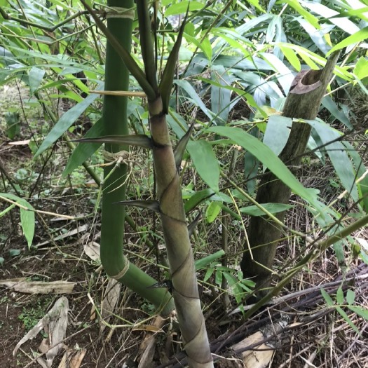 龙游县 水果竹