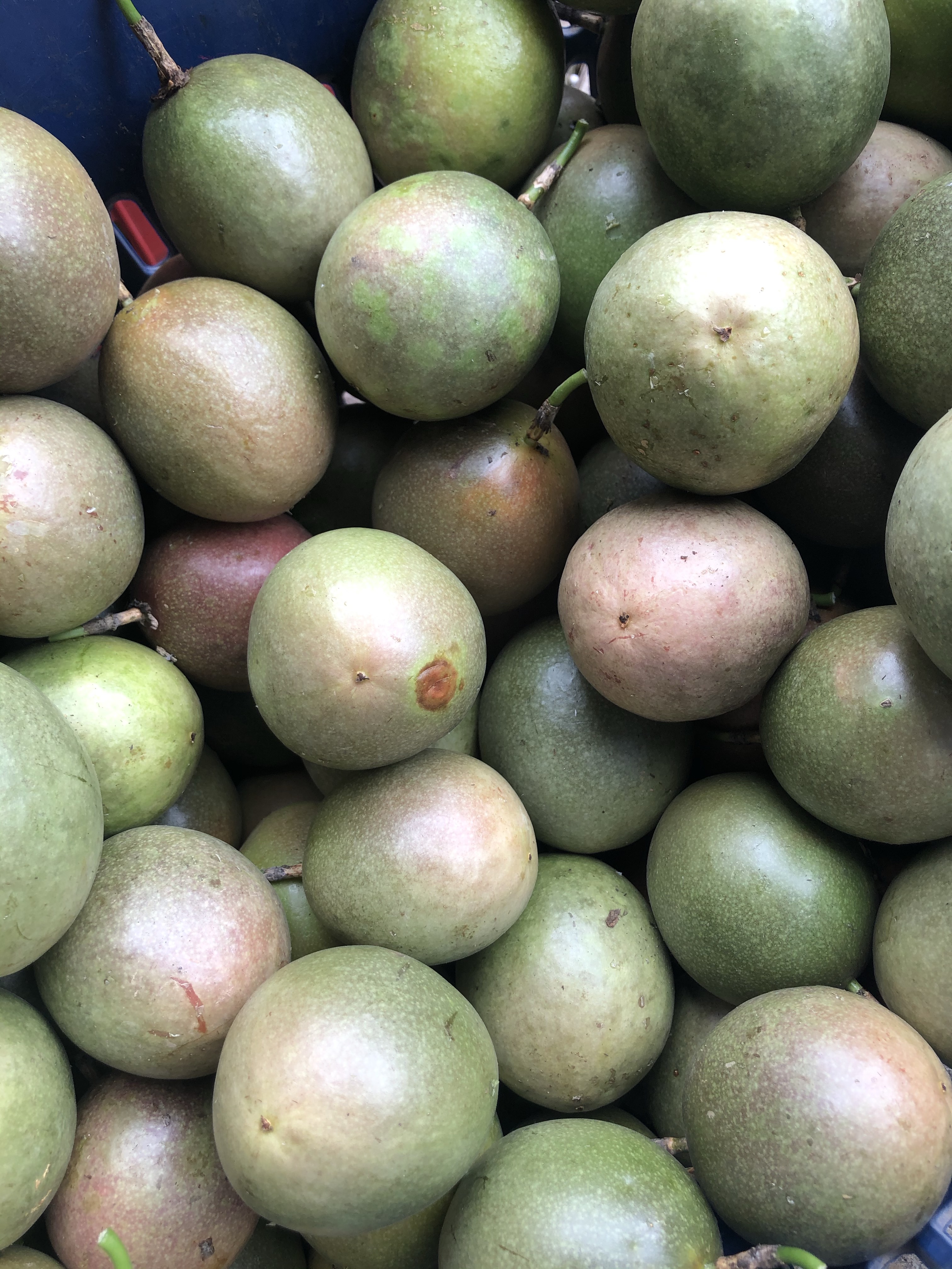 台农一号百香果  百香果 西番莲 云南德宏芒市 产地直销，实力商家联系！