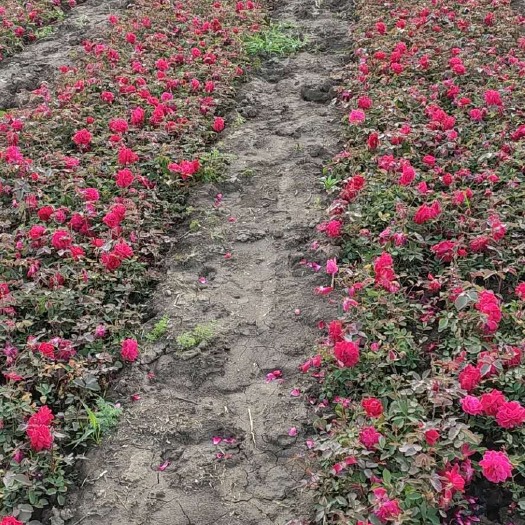 鄢陵县 爬山虎，爬墙虎杯苗预定