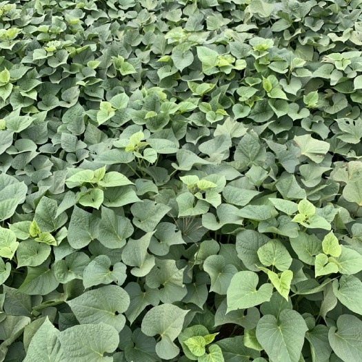 桂林紫薯008  百亩008薯苗出售，价格优惠   0.09元/株