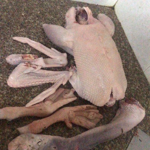 阳西县杂交鹅  三年以上老鹅乸，老鹅公，鹅肉，市场价
