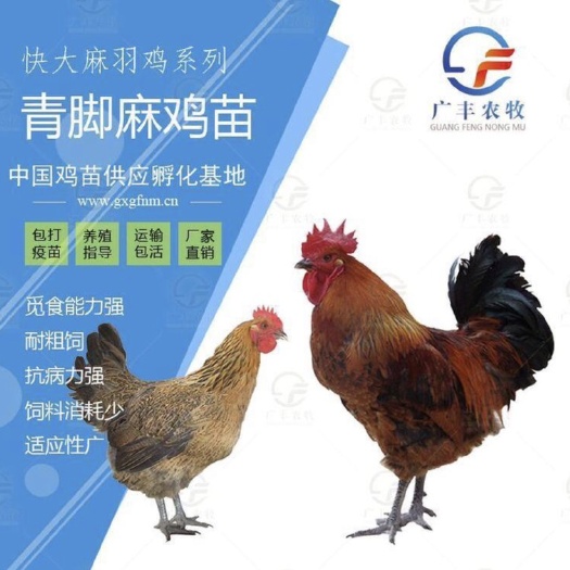 南宁大种青脚麻鸡苗 铁脚麻鸡苗 快大型肉鸡苗 青脚大种肉鸡苗