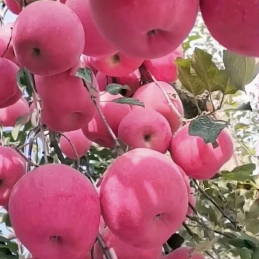 营口红寒富苹果树苗  短枝寒富士苹果苗