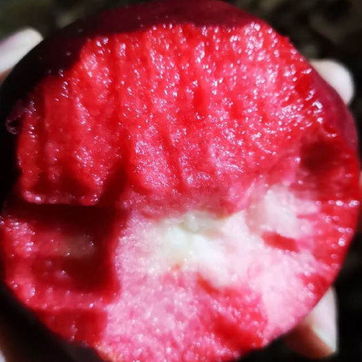 营口红肉苹果树苗  红色之爱苹果苗