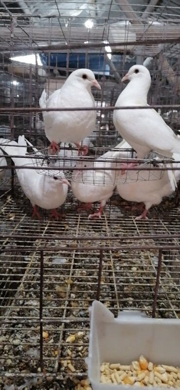 广州乳鸽，肉鸽，鸽子，长期大量供应白条鸽，白鸽，新鲜宰杀，活体