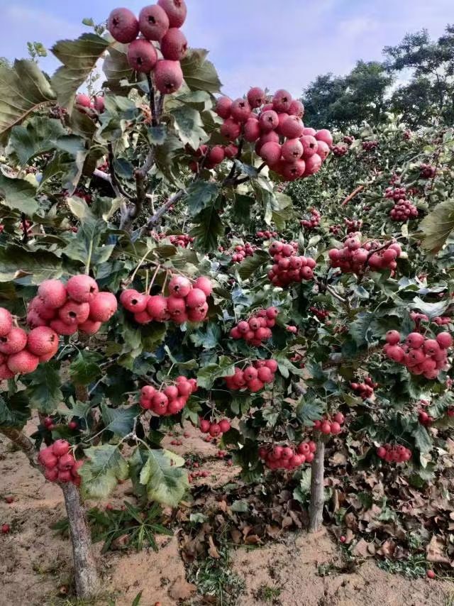 大果山楂苗  大果山楂小树