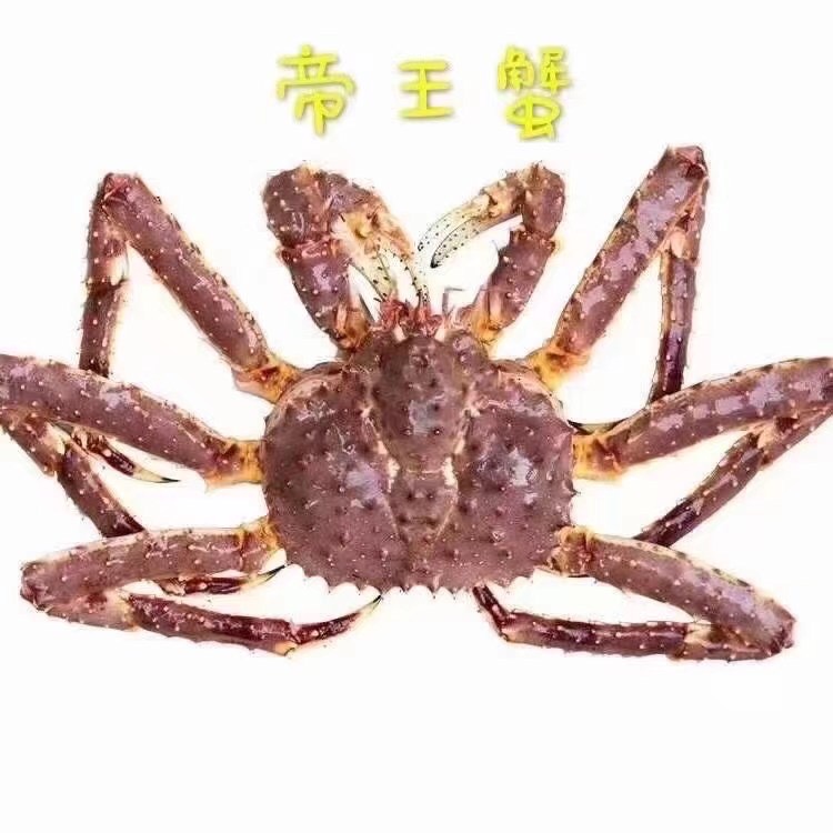 广州蓝帝王蟹 精品，蓝帝皇蟹
