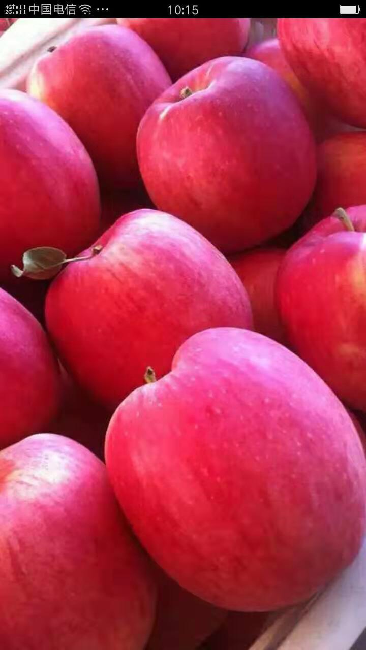 西安瑞香红苹果苗