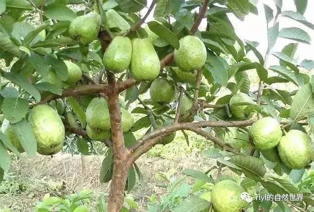 龙门县黄沙罗番石榴苗 10年结果番石榴树苗
