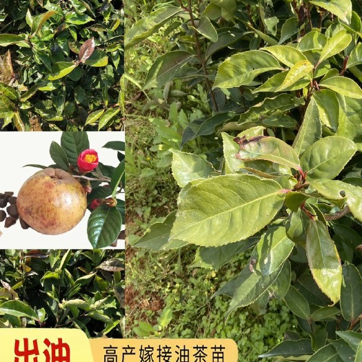 丰城市红花油茶树  大果红花油茶苗高产软枝油茶实生苗榨油山茶籽