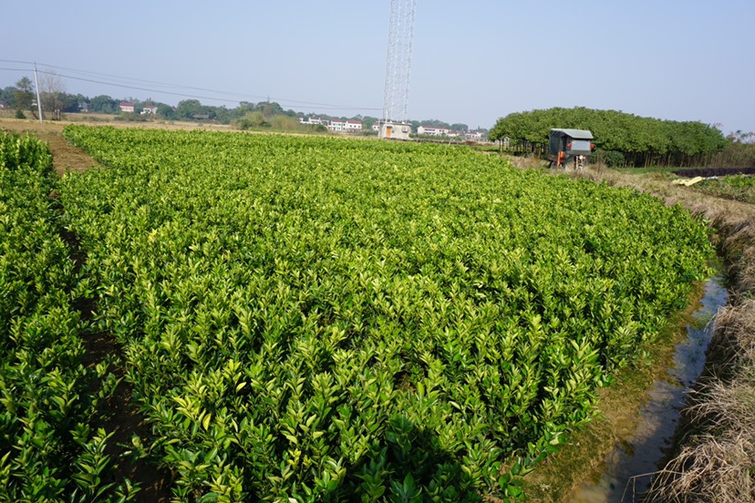 无核沃柑苗 晚熟沃柑 多汁味甜 细嫩化渣 果大无核