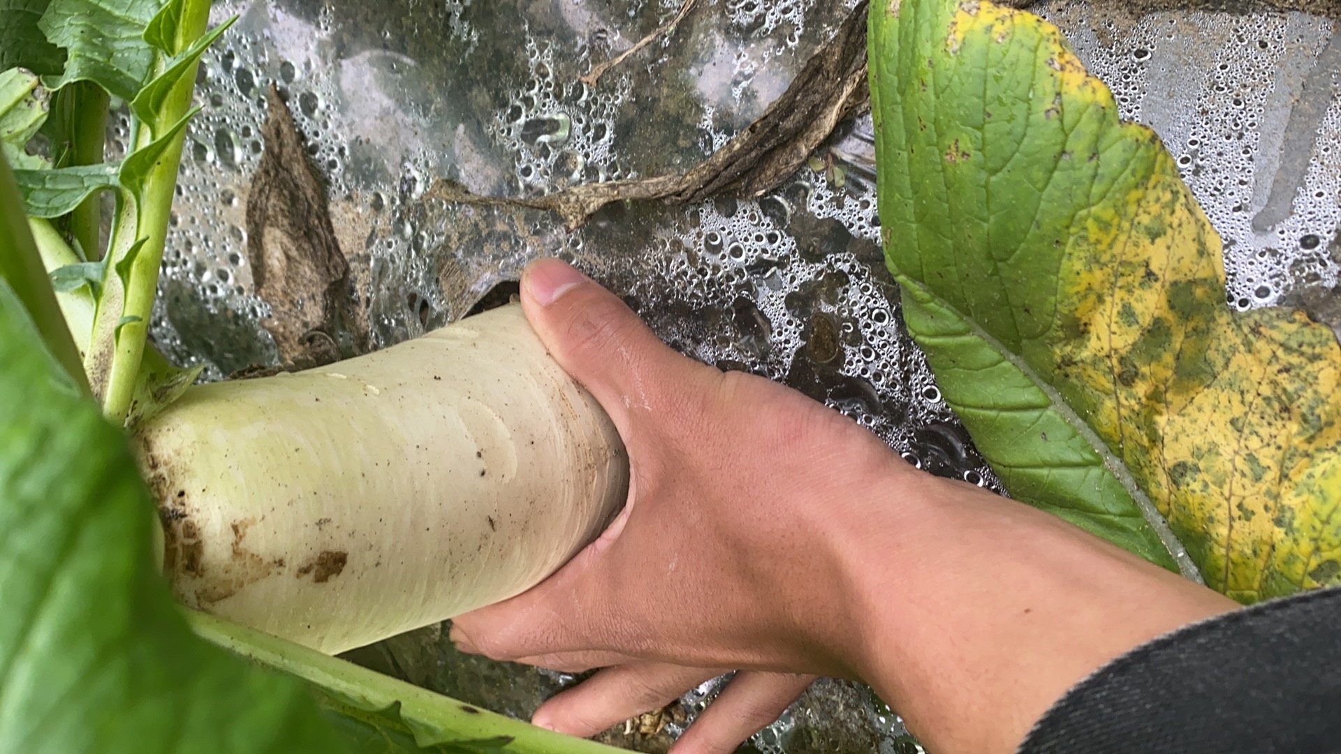 湖北白蘿卜產(chǎn)地直銷 品相好 口感脆 無爛心 可供市場 商超