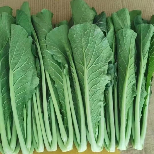 精品春菜，常年供应。物美价廉，欢迎来电。
