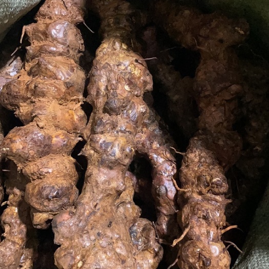 思茅云南白肉新鲜土茯苓 粉质 甘甜
