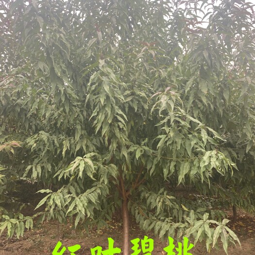鄢陵县红叶碧桃 2.5~3米 4~6公分 6~8公分 2~3米 1米以下 带土球发货