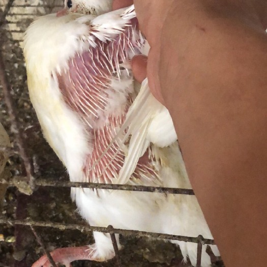 广州白鸽  长期大量出售乳鸽，鸽子，肉鸽，欢迎咨询选购