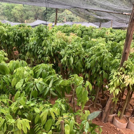 灵山县无核荔枝苗 无核荔枝圈枝杯苗，第一趟梢已经老熟，可以出货了！