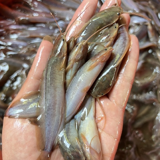 南宁三黄杂交塘角鱼苗，三麻媓妃1号苗规格齐全，量大从优送货上门，