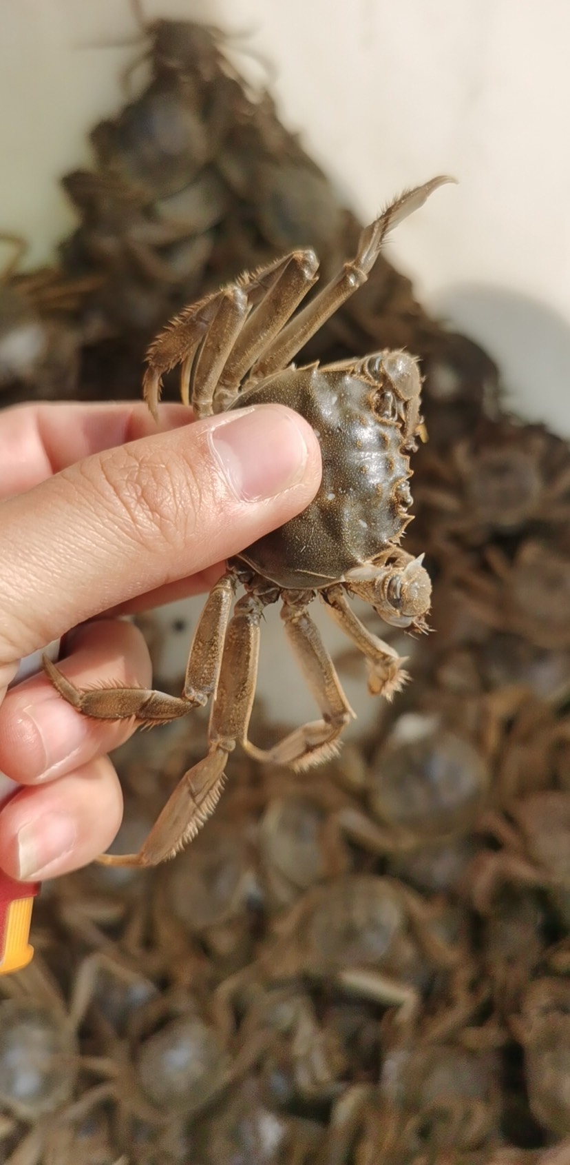 兴化市老头蟹一元蟹大量供应香辣蟹小螃蟹