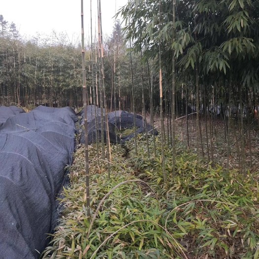 桐梓县 方竹，优质方竹，直接可以打笋的