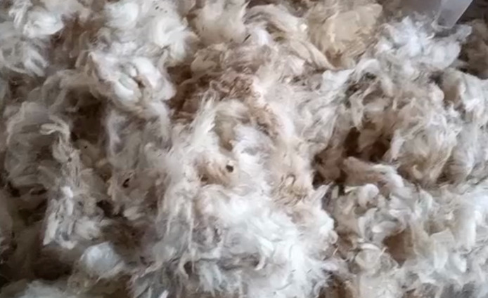 岑巩县 一等一好绵羊毛