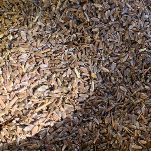 隆化县 北苍术种子