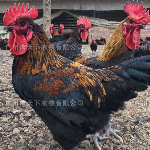 广州土鸡苗  禽天下黑羽土鸡5号鸡苗 黑土5公苗