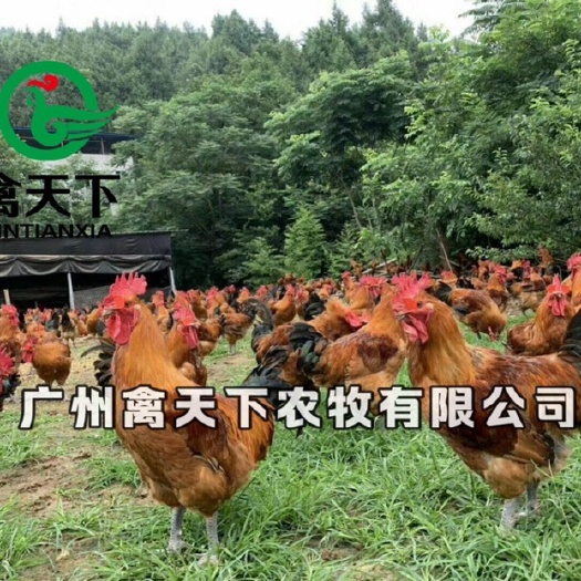 广州禽天下快大青脚麻鸡苗 活体鸡苗 快大型肉鸡公苗