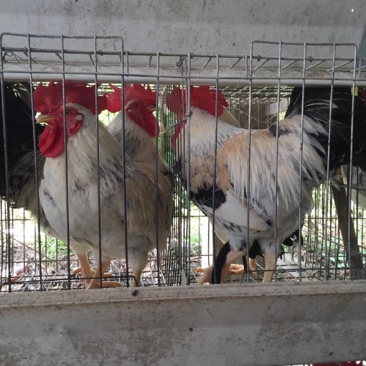 广州禽天下白芦花鸡苗 公苗活体鸡苗 混合苗 彩凤鸡苗
