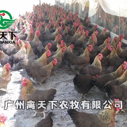 广州清远麻鸡苗禽天下农牧麻羽土鸡母苗2号包做疫苗路损禽苗批发商