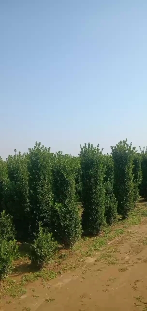 洛阳大叶黄杨柱