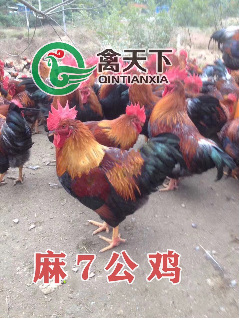 快大黄鸡苗  禽天下快大型麻鸡苗 麻七公苗 快大型老麻六