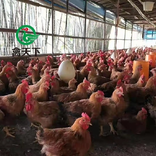 广州K9鸡苗  禽天下k90麻黄鸡苗 活体鸡苗 公苗 麻黄公