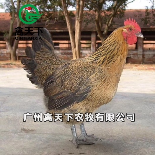 广州禽天下快大青脚麻鸡苗 活体鸡苗 母苗 铁脚麻鸡苗