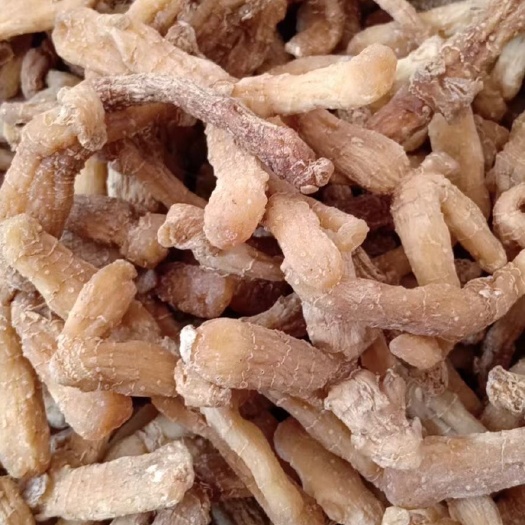 阳山县玉竹条