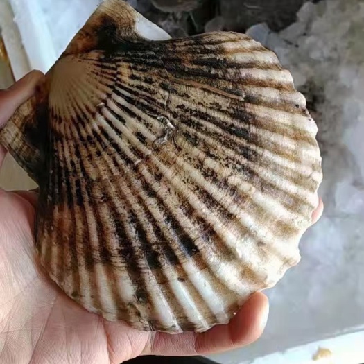 荣成市虾夷扇贝 扇贝 虾夷贝