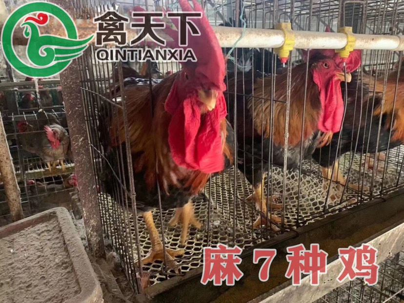 快大黄鸡苗  禽天下快大型麻鸡苗 麻七公苗 快大型老麻六